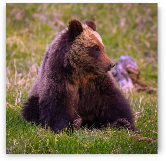 The Content Observer by Greg Westbrook