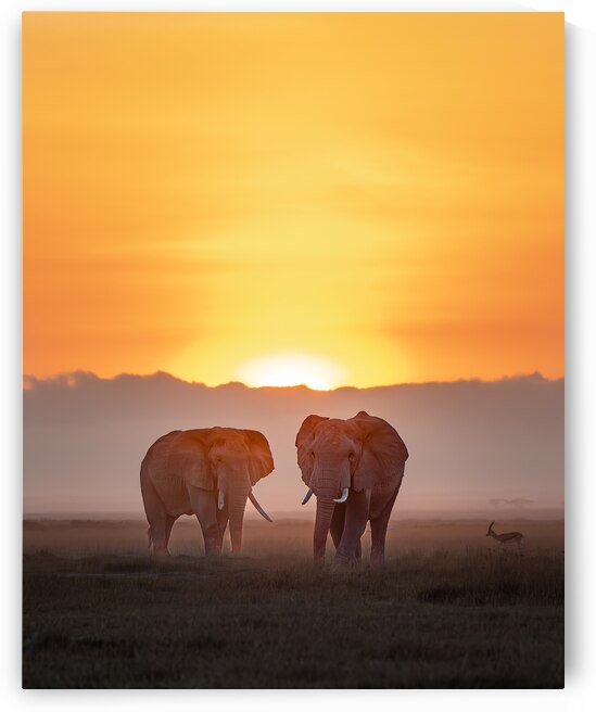 Sunset Stroll by Greg Westbrook