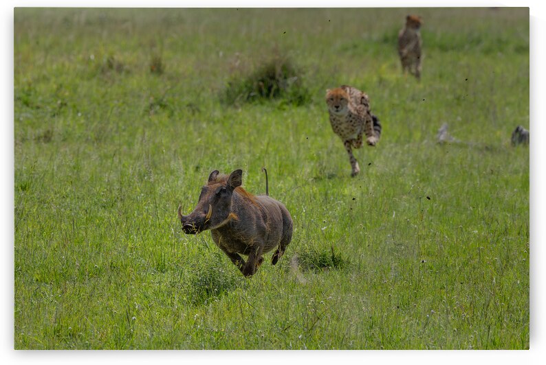 The Wild Chase by Greg Westbrook