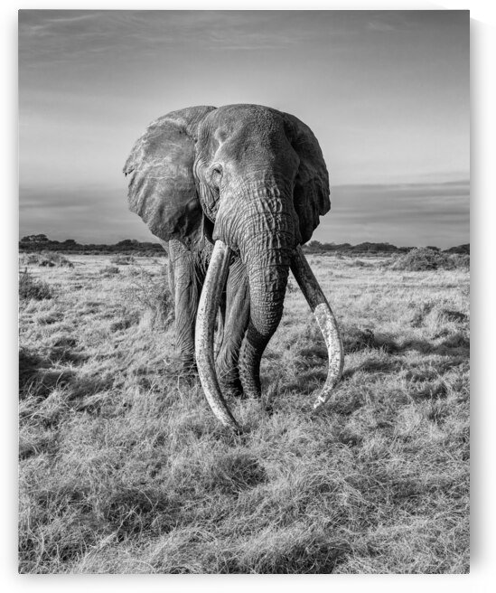 Monarch of the Savannah by Greg Westbrook