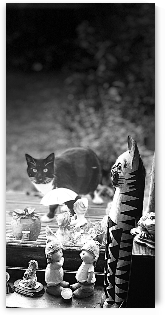 Everyday Lifes Moments- Unexpected Visitor by Catriona Roberts Nature Photography and Designs