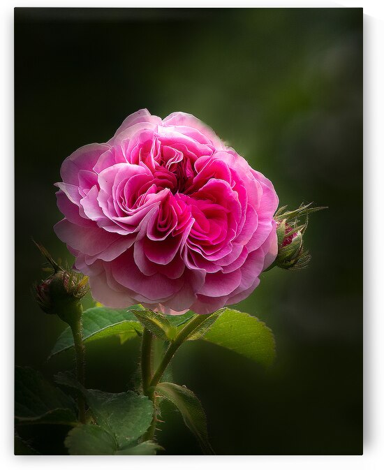 Pink Rose by Joan Han