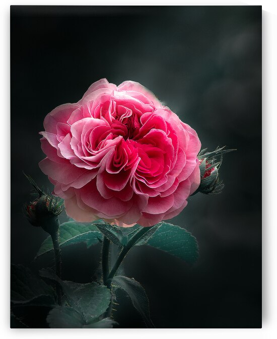 Pink Rose I by Joan Han
