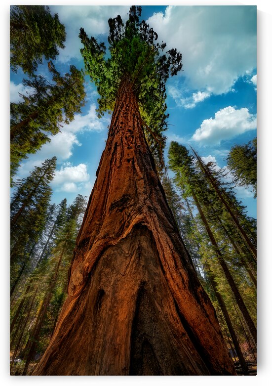 In the Shade of Giants by Rick Berk