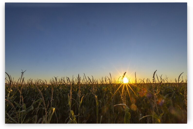 Sunset in the Cornfield by Marc Gilbert Photography