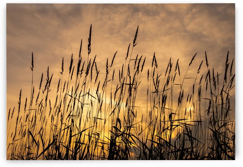 Sunset Grasses by Dave Therrien