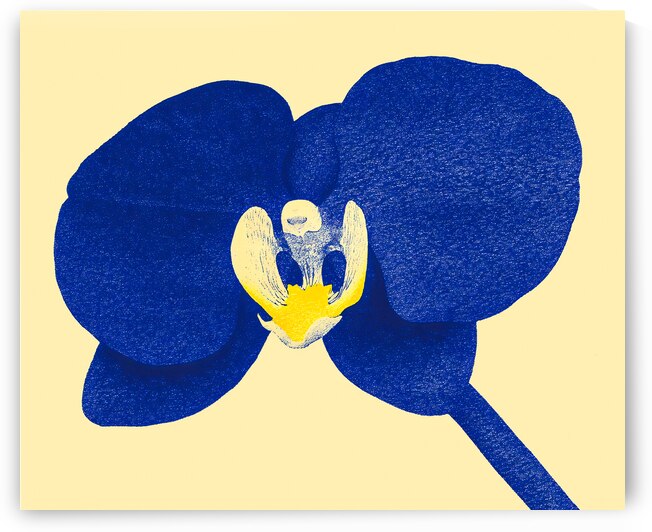 Deep Blue Orchid by Travelling Light