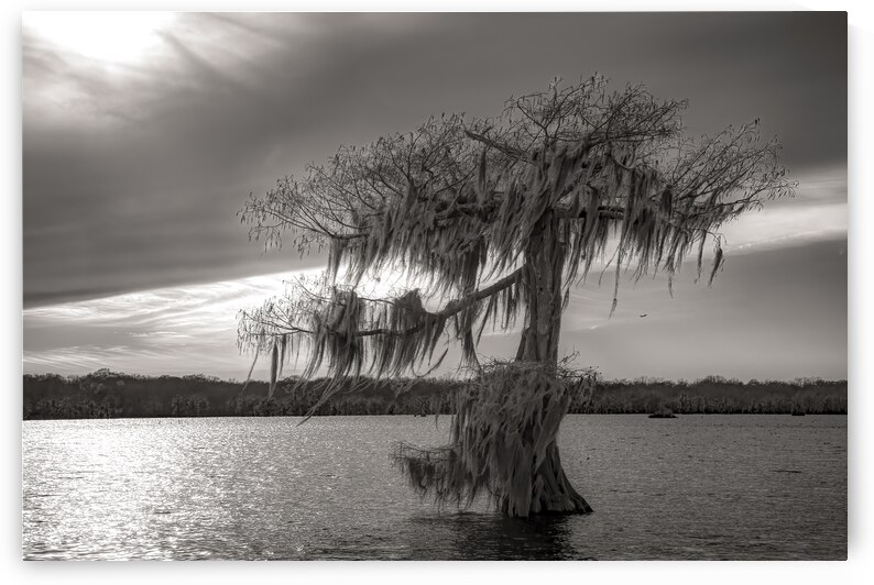 One Lone Cypress  Tree Silhouette by Norma Brandsberg Photography