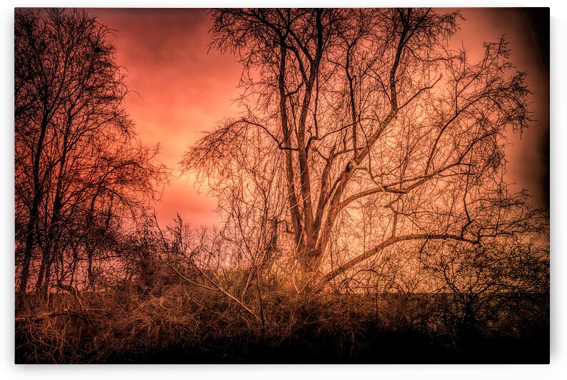 New Orleans Mysterious Trees by Norma Brandsberg Photography