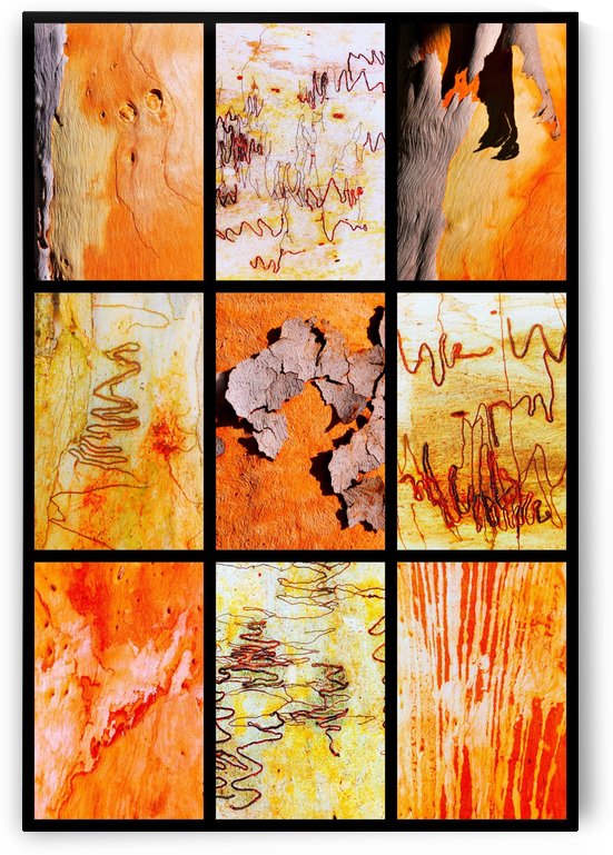 Salmon and Scribbly Gum Tree Bark by Lexa Harpell