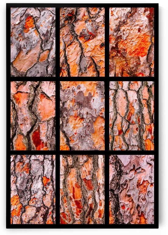 Pine Bark Montage - portrait by Lexa Harpell