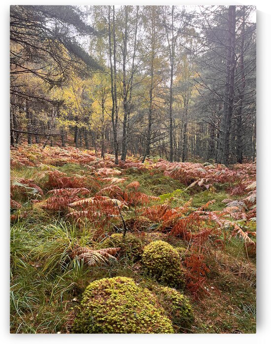 Natures Autumnal Colours in the Scottish Highlands  by Catriona Roberts Nature Photography and Designs