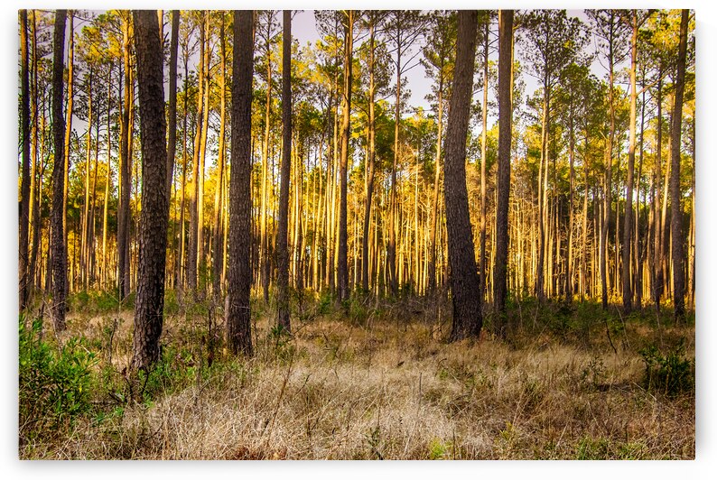 Forest Glow at Sunset by Norma Brandsberg Photography