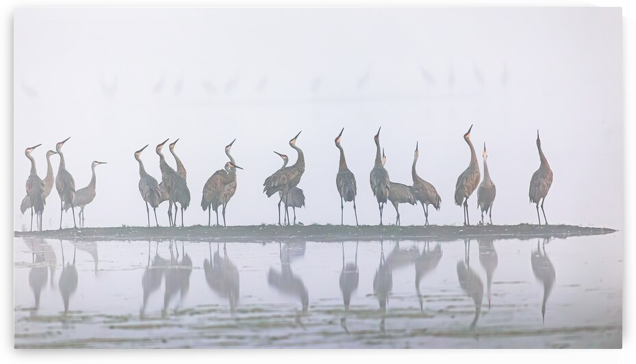 Cranes Looking Up by Joe Riederer