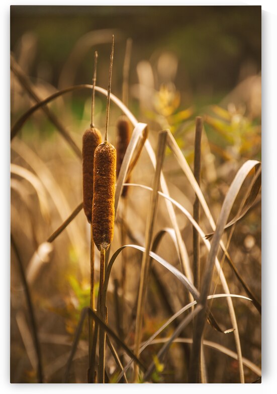 Winter Cattails by Jason Fink