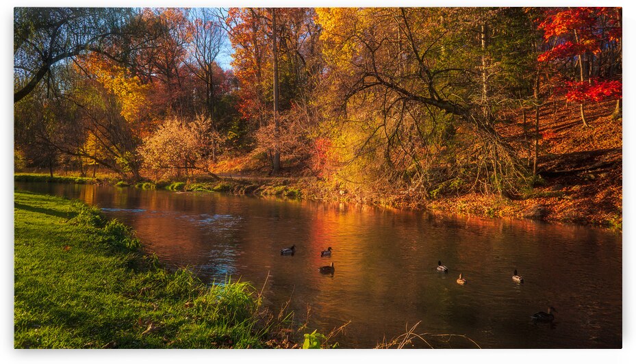 Autumn Ducks On the Little Lehigh by Jason Fink