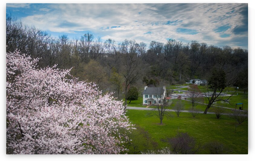 Star Magnolia By the Fish Hatchery by Jason Fink