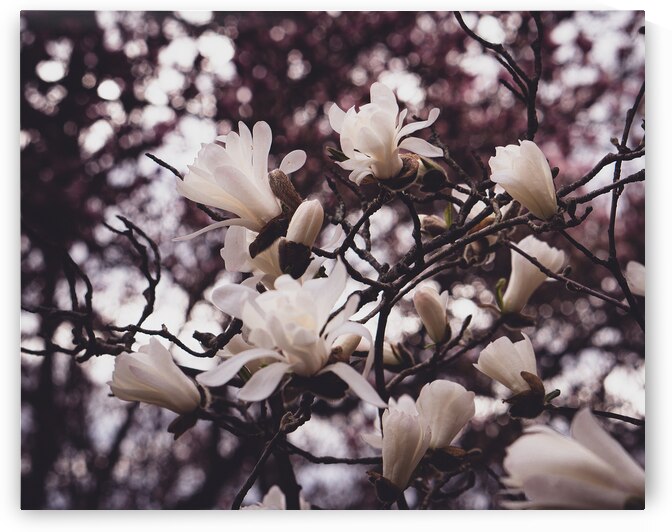 Tangle of Star Magnolia by Jason Fink