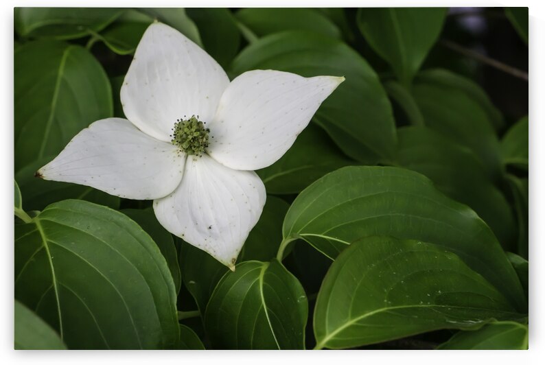 White Dogwood Flower by Jason Fink