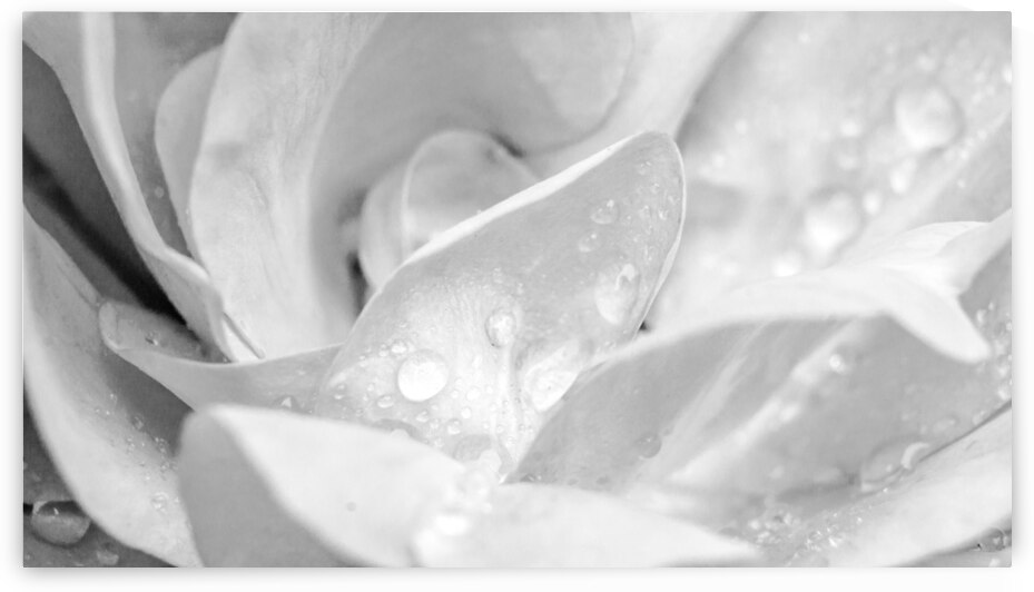 Monochrome Rose Water Droplet Macro by Jason Fink