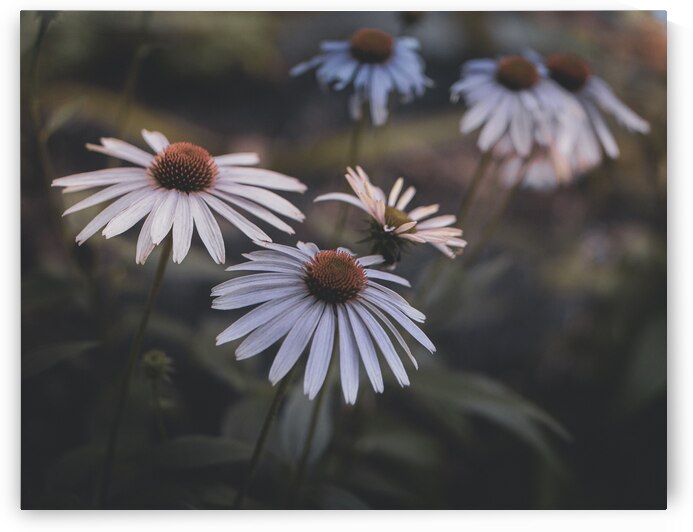 Fading Echinacea by Jason Fink