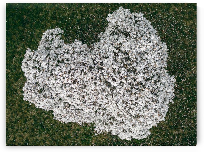 Star Magnolia Tree From Above by Jason Fink
