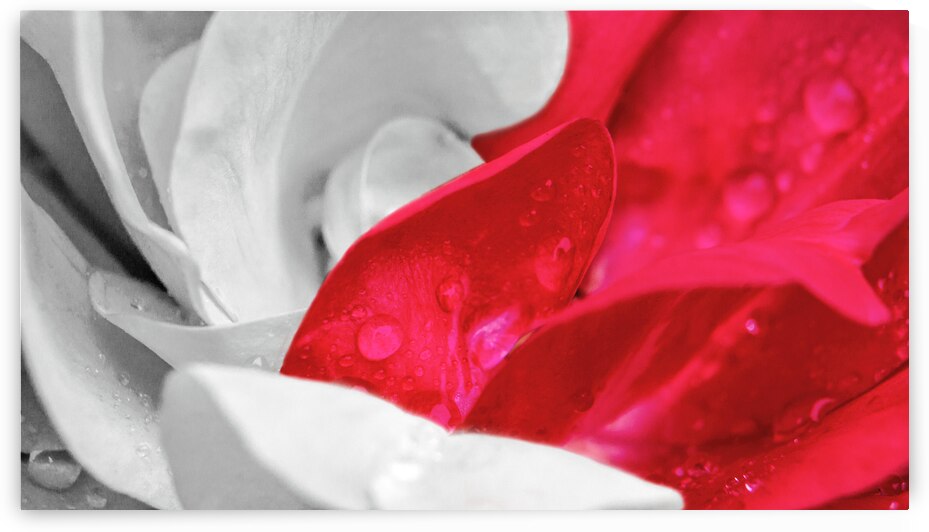 Rosa Revolution by Jason Fink