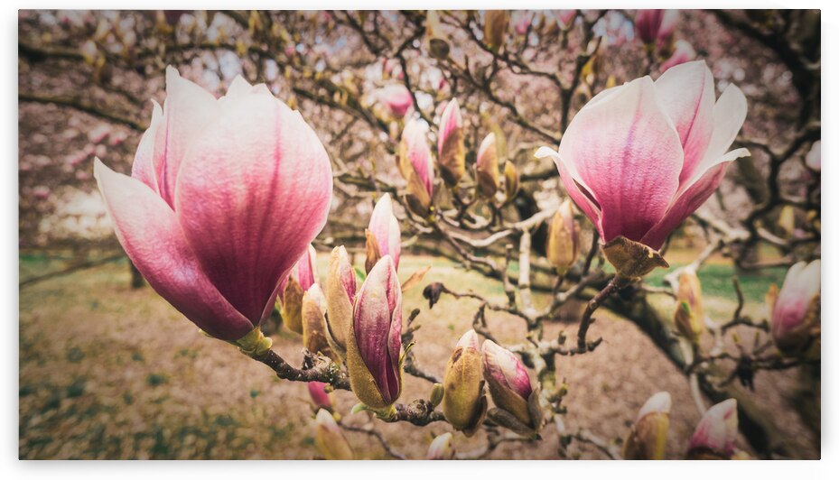 Jane Magnolias Wide Closeup by Jason Fink