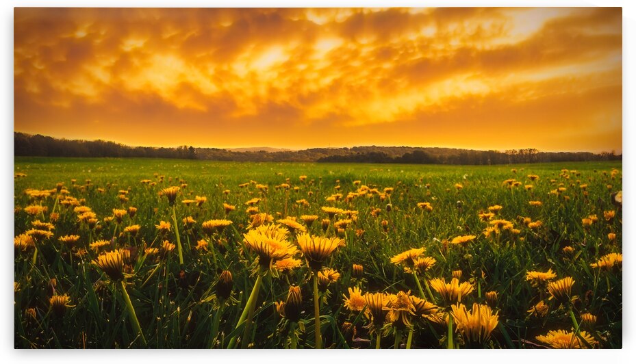Dandelions Under a Fiery Sky by Jason Fink