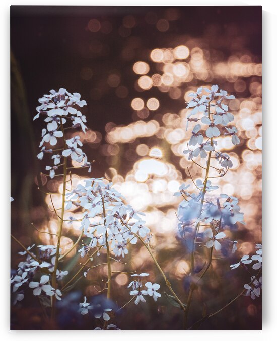 Wildflowers by a Sunlit Stream by Jason Fink