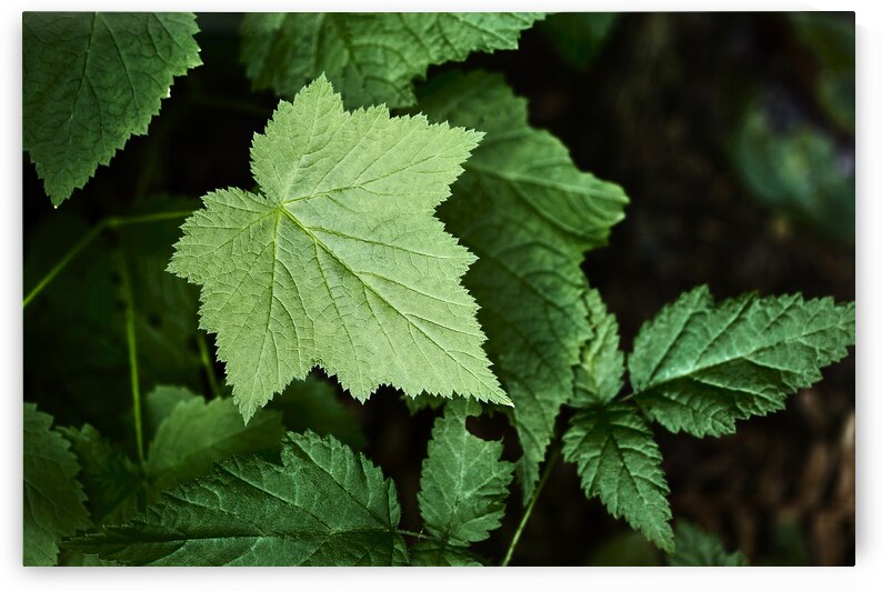 Light hitting Leaf by Images By Jon Evan