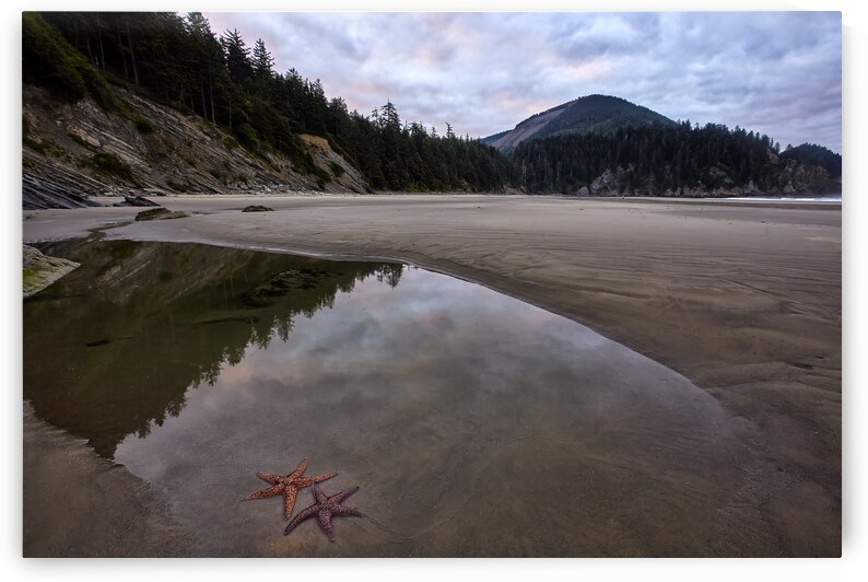 Starfish at Smugglers Cove by Images By Jon Evan