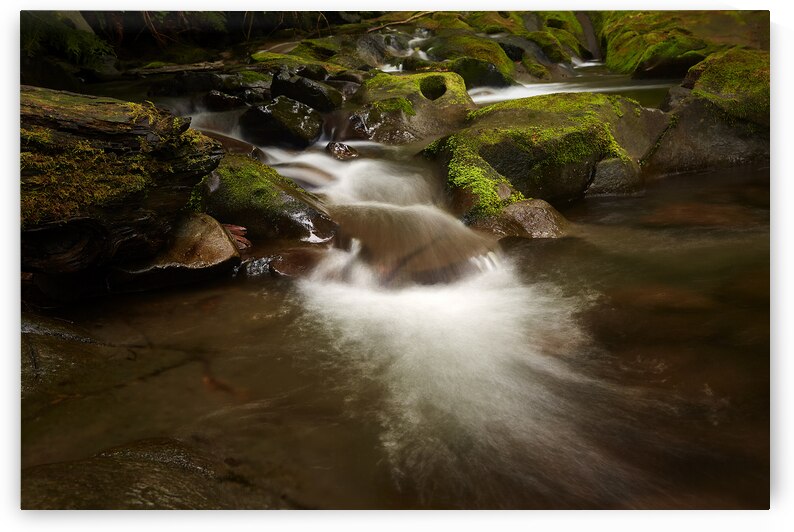 Casdace on the Oregon Trail by Images By Jon Evan