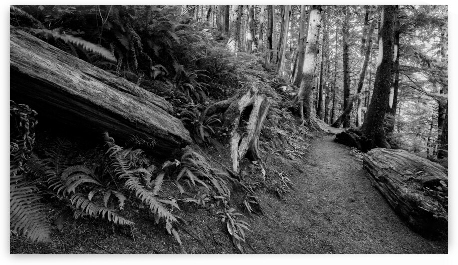 Path in the Oregon Forest by Images By Jon Evan