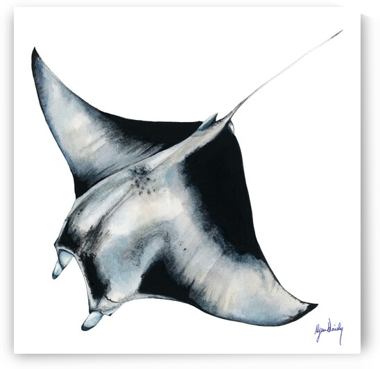 Manta Fine Art Print by Alyssa Goriesky