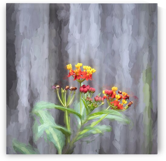 Milkweed Flowers X120 by Rich Franco