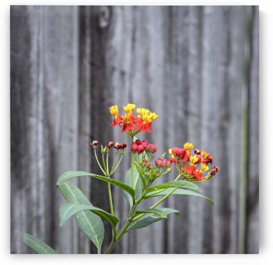 Milkweed Flowers X122 by Rich Franco