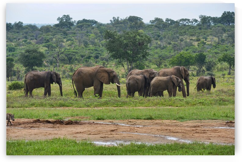 Majestic Elephants Grazing in Lush African Savannah Landscape by Chris Willemsen