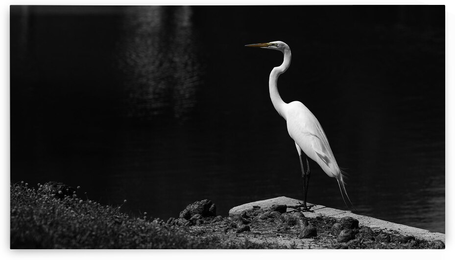Heron on the Lake by Art by Josh