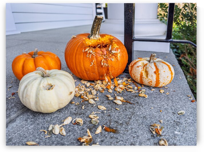 Pumpkins on porch steps gnawed open by Jo Ann Snover