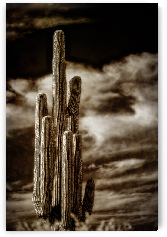 Desert Essence by Dream World Images