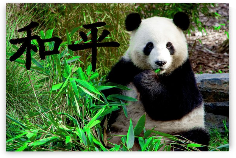 Panda bear by girouArd