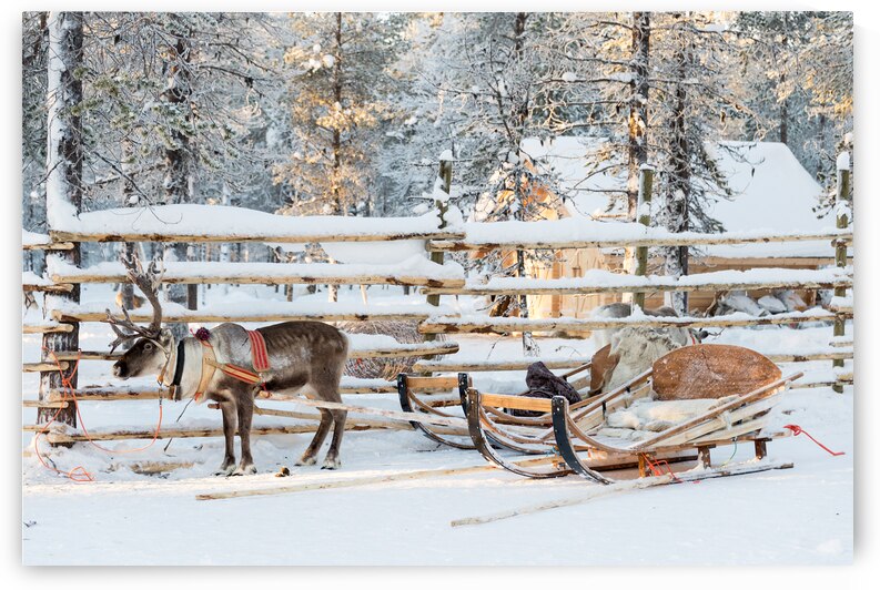 Santa reindeer sleigh by DELPHIMAGES