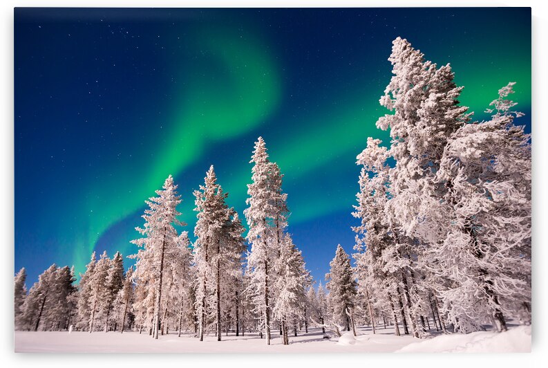 Aurora Borealis Northern lights over snowy pine trees by DELPHIMAGES
