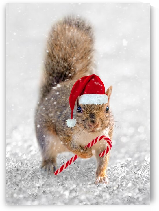 Christmas squirrel by DELPHIMAGES