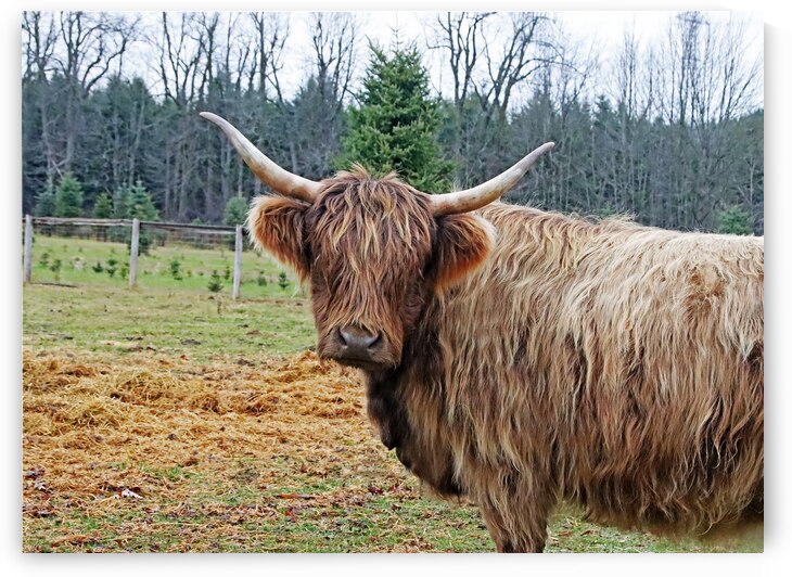 Highland Cow by Deb Oppermann