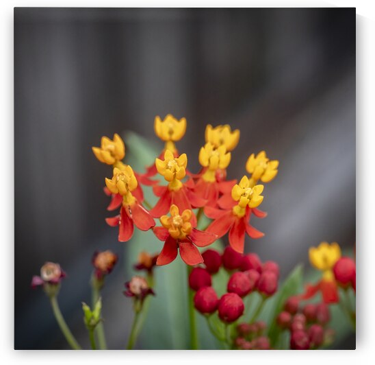 Milkweed Flowers X113 by Rich Franco