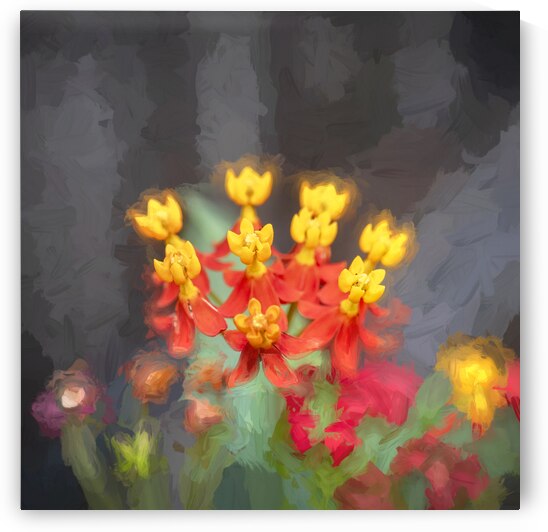 Milkweed Flowers X109 by Rich Franco