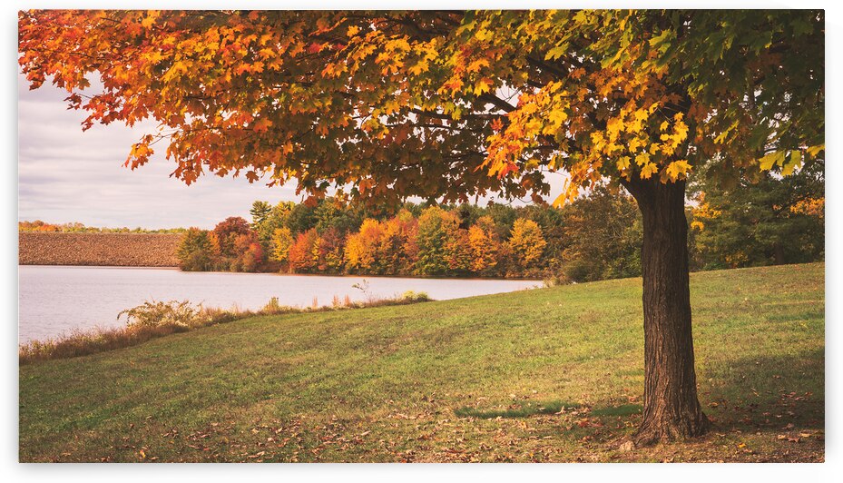 Fall View Under the Trees at Beltzville Lake by Jason Fink