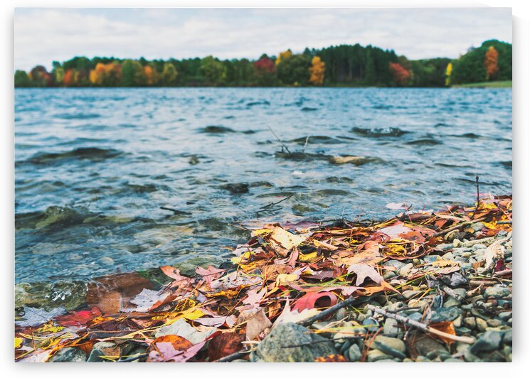 Autumn Leaves on Beltzville Lake Shoreline by Jason Fink